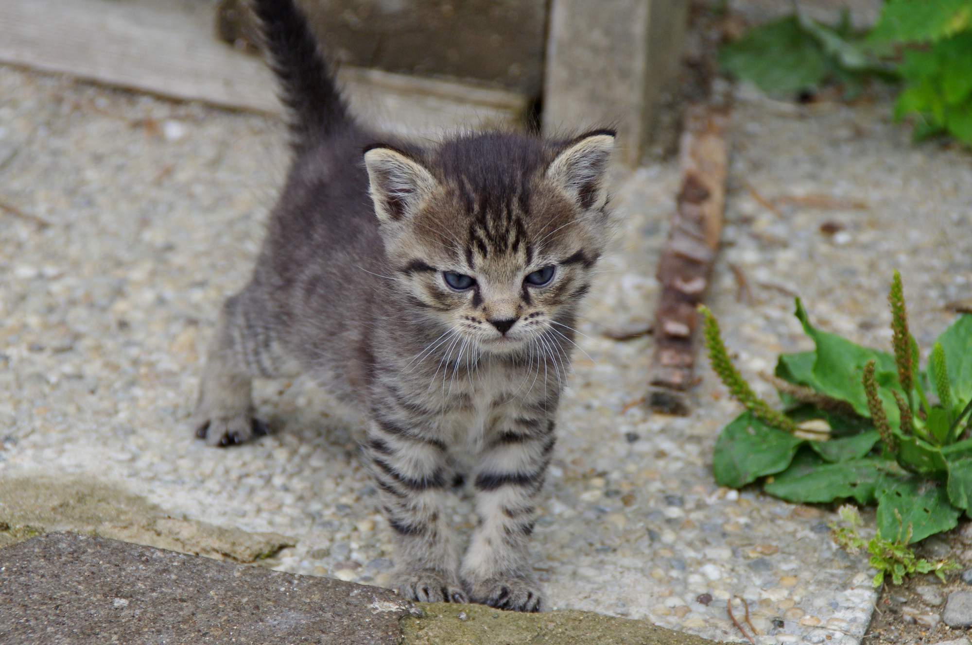 Światowy dzień wścieklizny