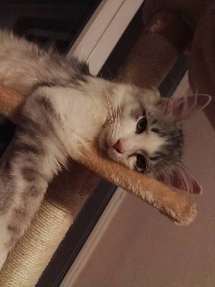 Wprowadzenie do Cat World z.s.