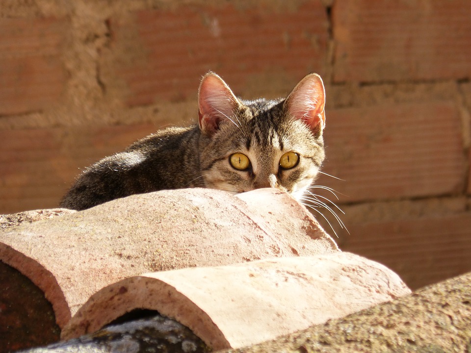 7 wskazówek, co zrobić, jeśli stracisz kota