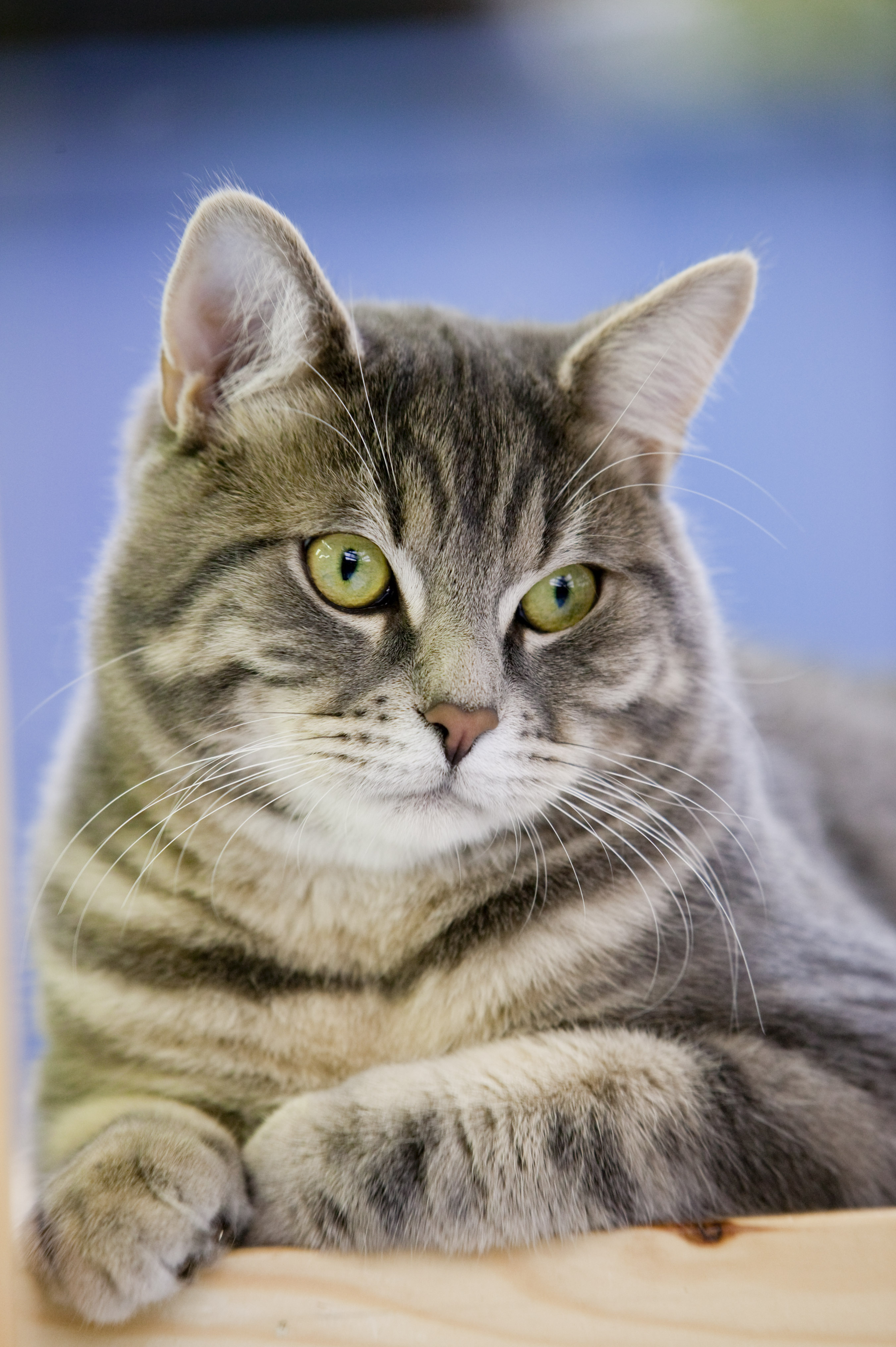 7 ważna wiedza na temat żywienia kotów