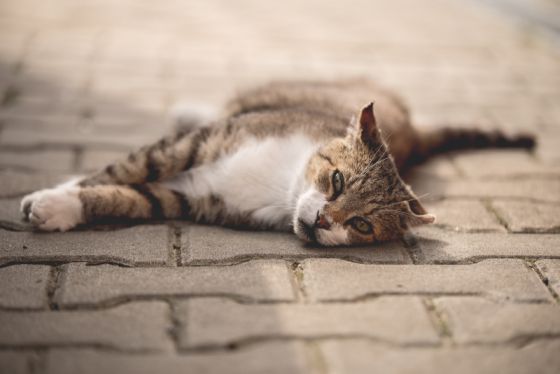 Kampania „Pomóż napełnić miski w schroniskach” obchodzi 10 lat