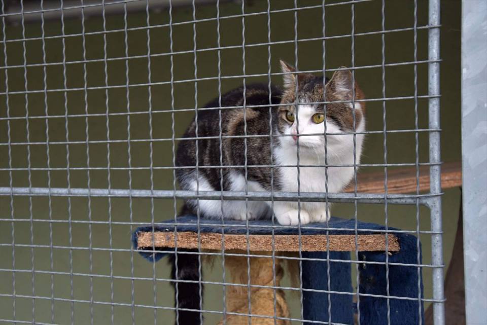 Zaproszenie: Silent Face odbędzie się 11 grudnia w schronisku w Zlinie w Boże Narodzenie