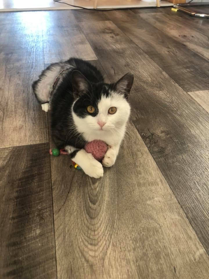 Wydajność schroniska: Depozyt Bastet z.s.