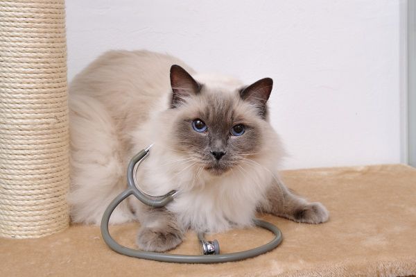 10 najczęstszych chorób u kotów