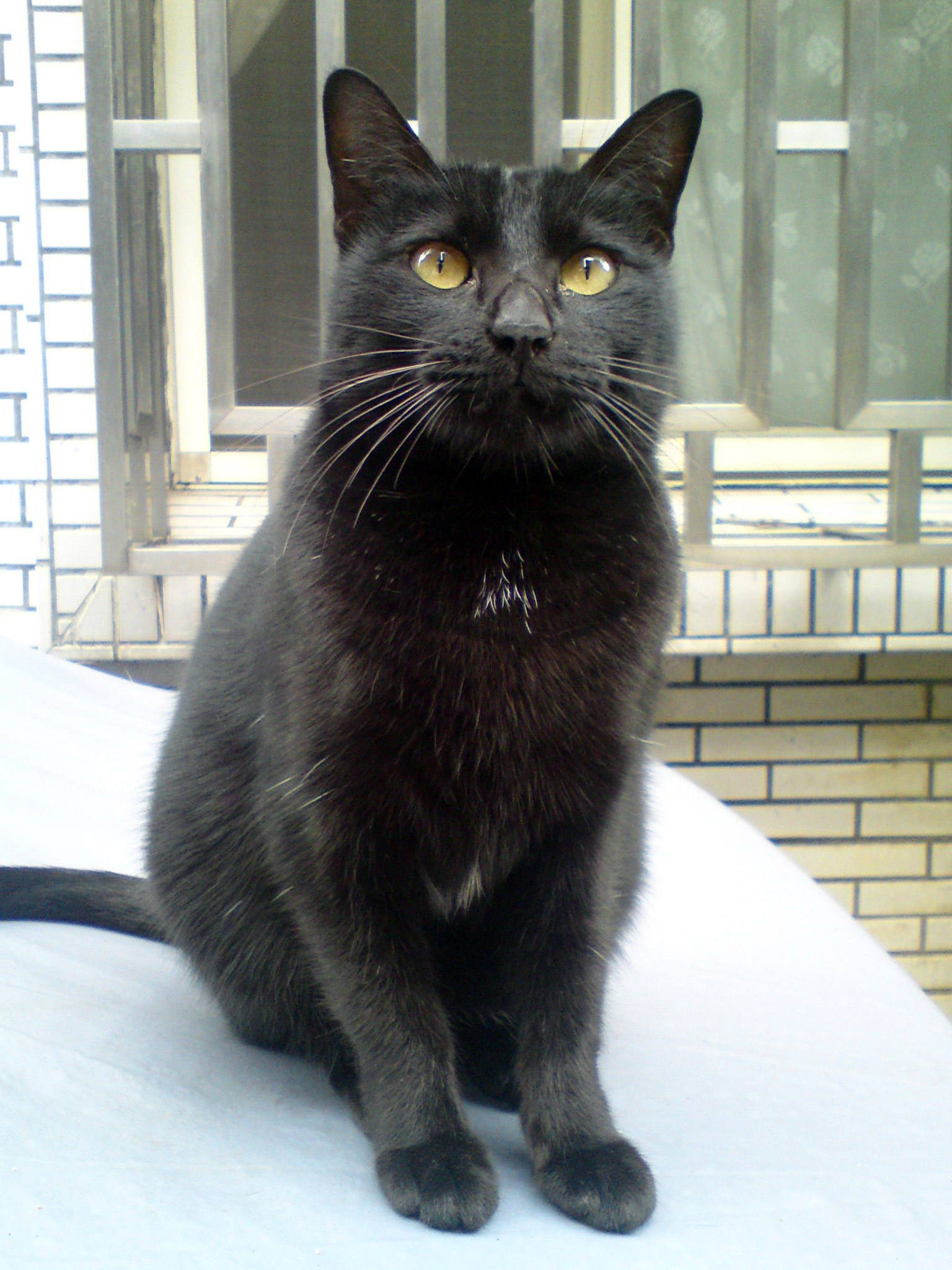 Czy kot może nauczyć się sztuczek?