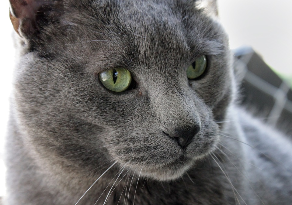 Gdy nijaki kastrowany