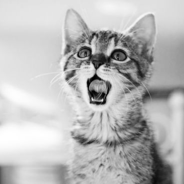 Wiosna nie musi być na jej włosach. Jak chronić kota przed pasożytami?