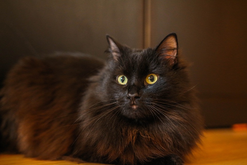 Czy koty nas rozumieją?