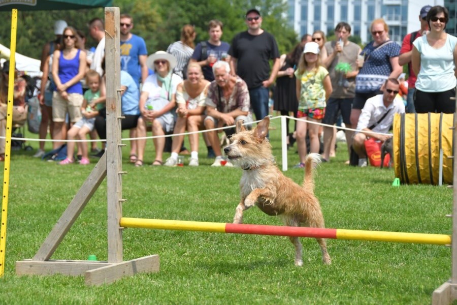 Zaproszenie: Światowy Dzień Zwierząt 2019