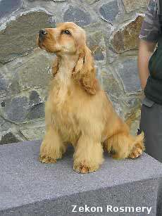 Cocker Spaniel Angielski