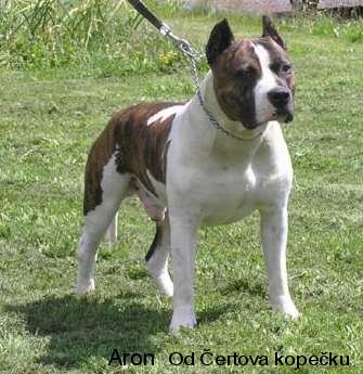 American Staffordshire Terrier