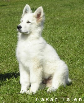 Biały Owczarek Szwajcarski