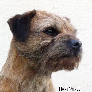 Border Terrier
