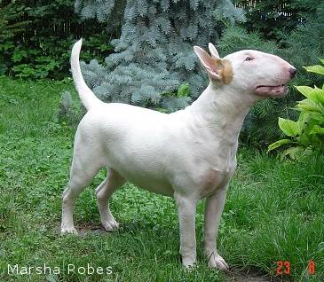 Bull Terrier