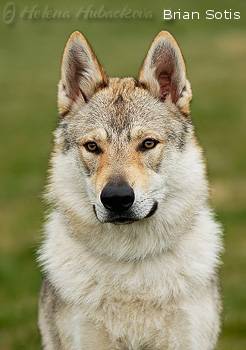 Československý vlčák