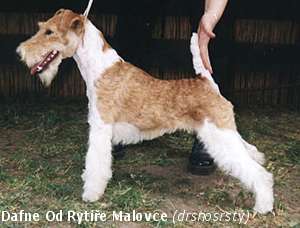 Foksterier - gładki / gruby