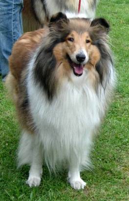 Collie Rough