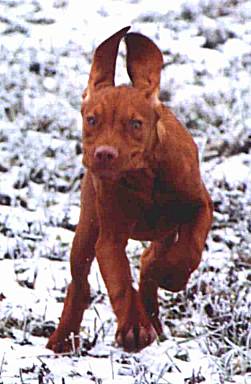 Wskaźnik węgierski