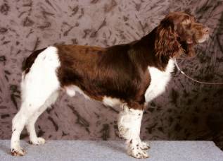 Mały wskaźnik Munsterlandera