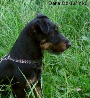 Niemiecki terier myśliwski