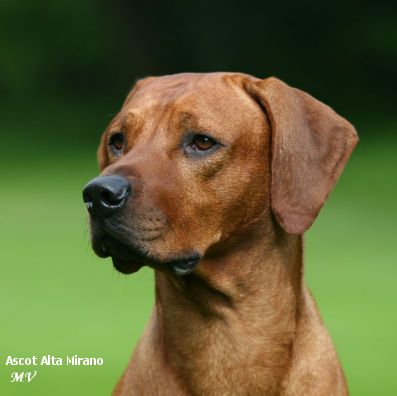Rhodesian Ridgeback
