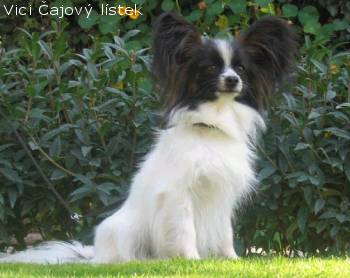Papillon