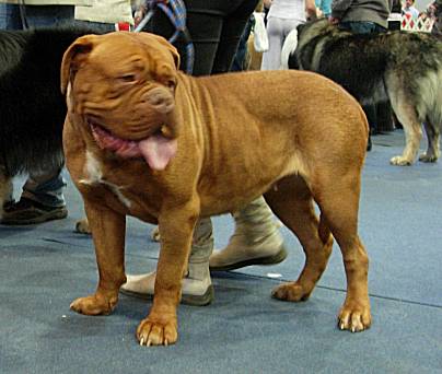 Dogue de Bordeaux