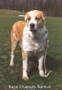 Owczarek środkowoazjatycki