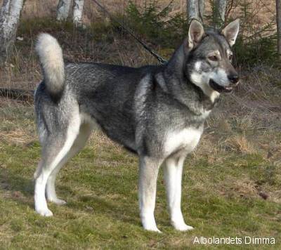 Szwedzki pies łoś - jämthund
