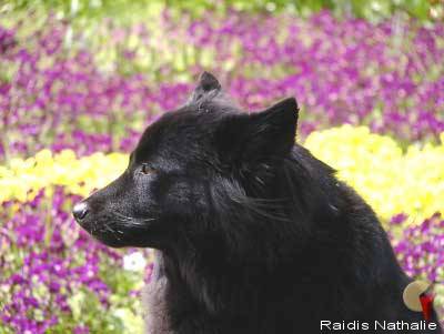 Szwedzki pies lapoński