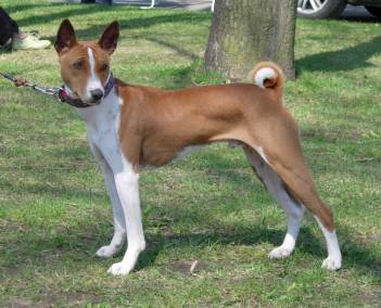 Basenji