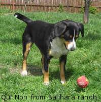 Pies pasterski Etlenbuch