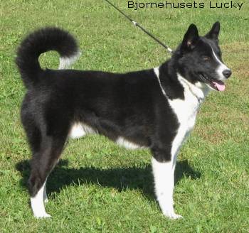 Niedźwiedź karelski