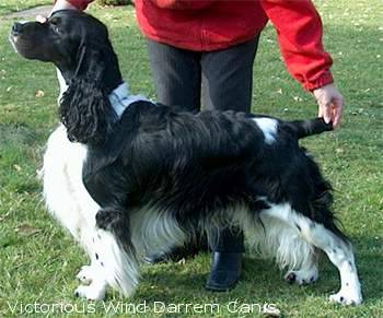 Angielski Springer Spaniel