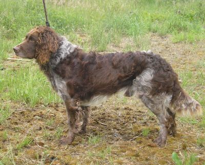 Spaniel niemiecki