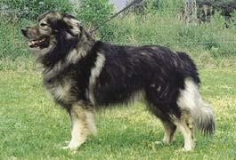 Krašský ovčák