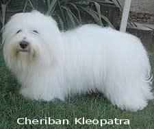Coton de Tulear