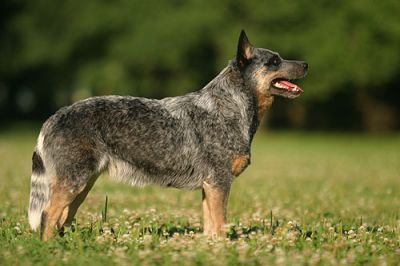 Australijski pies pasterski