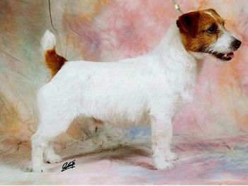 Jack Russel Terrier
