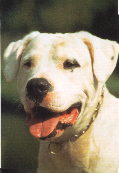 Dogo Argentino