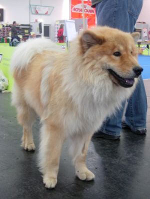 Eurasier