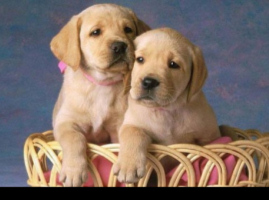 Kiedy przyprowadzamy szczeniaka do domu