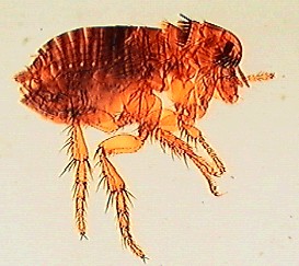 Zewnętrzne pasożyty psów