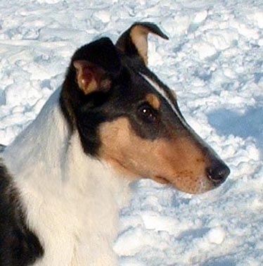 Jak wybrać szczeniaka?