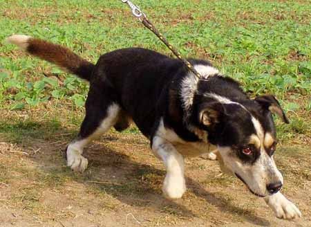 Wybieramy psa ze schroniska