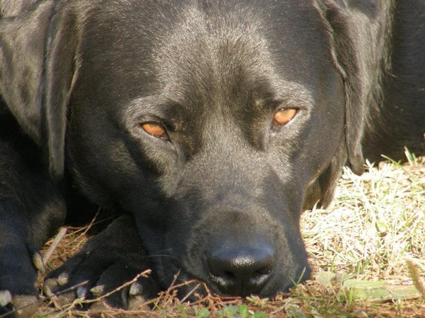 W Czechach po ponad roku potwierdzono chorobę Aujeszkyego u psa myśliwskiego