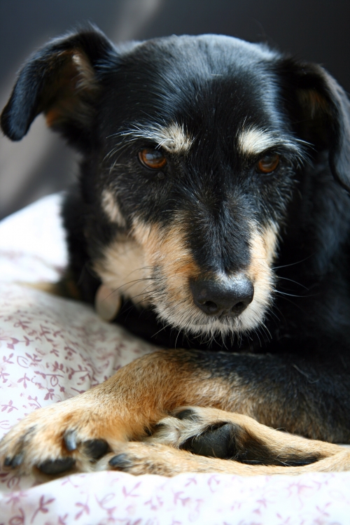 Regularna opieka nad psem - bardziej szczegółowo