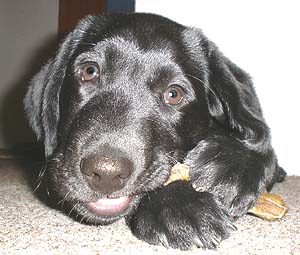 Pielęgnacja ciała psa