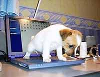 Ćwiczenie czystości psa w mieszkaniu