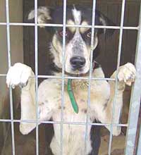 Rąbanie psów i schronisk